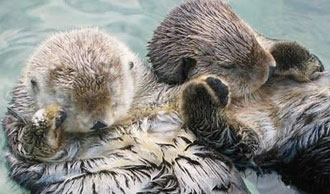 kids facts - otters hold hands when sleeping